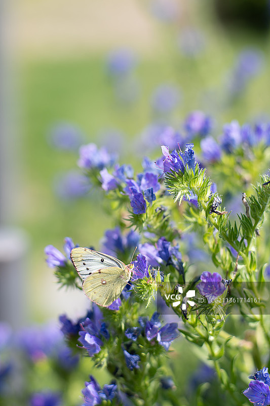紫色花朵上的蝴蝶特写图片素材