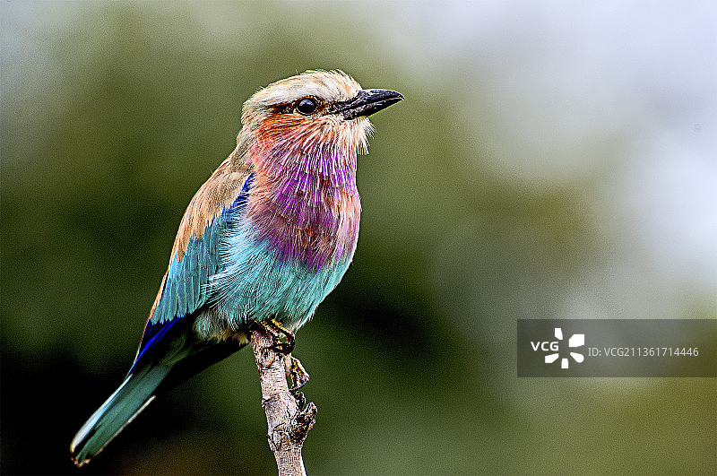 紫胸佛法僧特写，栖息在博茨瓦纳莫雷米禁猎区的树枝上图片素材