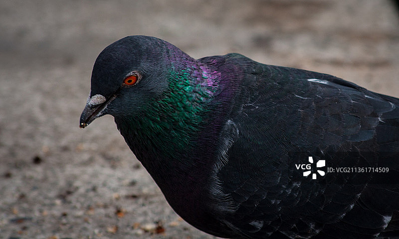 黑岩鸽特写图片素材