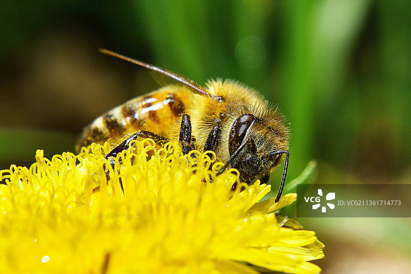 科罗拉多州科尔特斯，蜜蜂在黄色花朵上采蜜特写图片素材