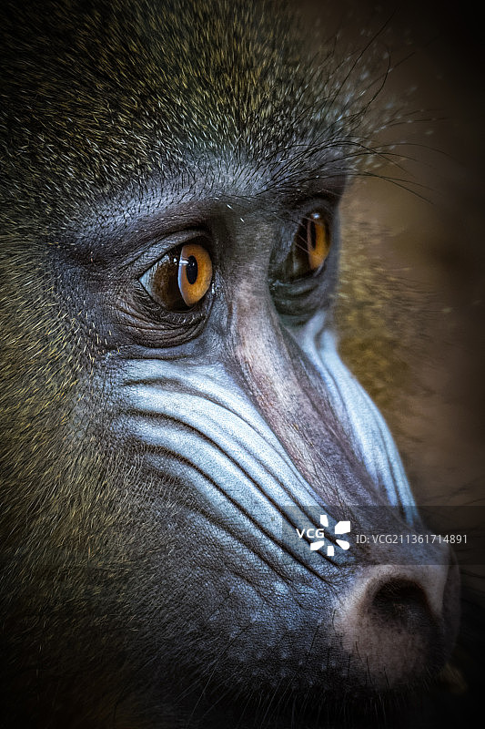 山魈肖像，凝视远方的大猩猩特写图片素材