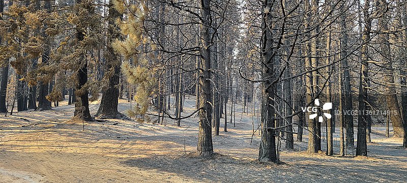 冬季森林中的树木，门多西诺国家森林，加利福尼亚州，美国图片素材