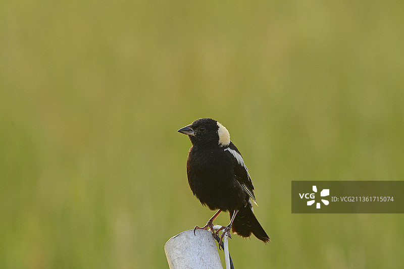 黑喜鹊栖息在木头上的特写，美国北达科他州法戈图片素材