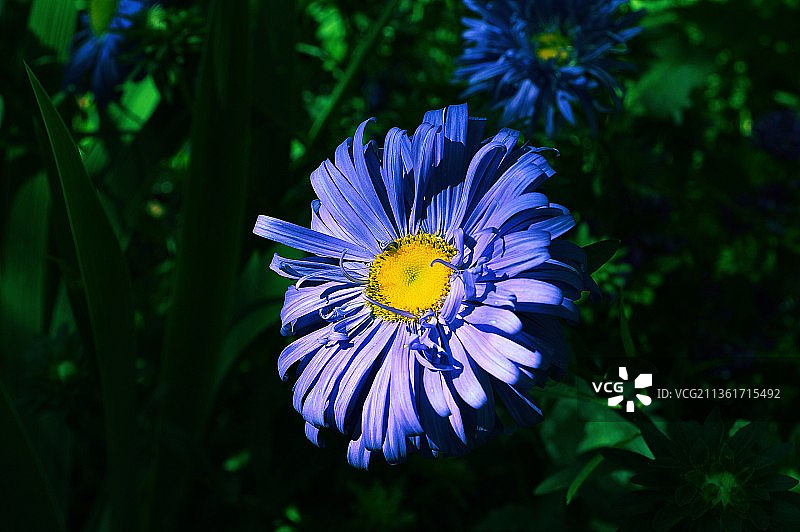 花朵，紫色花朵特写图片素材