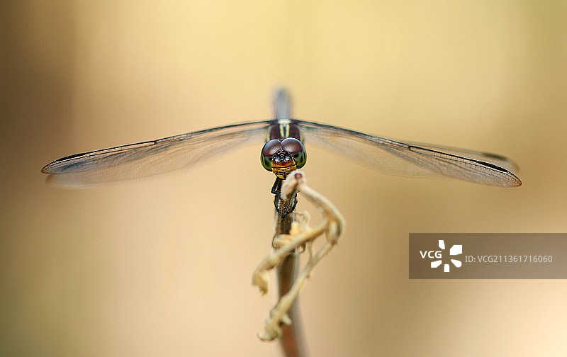 蜻蜓在树枝上的平衡特写图片素材