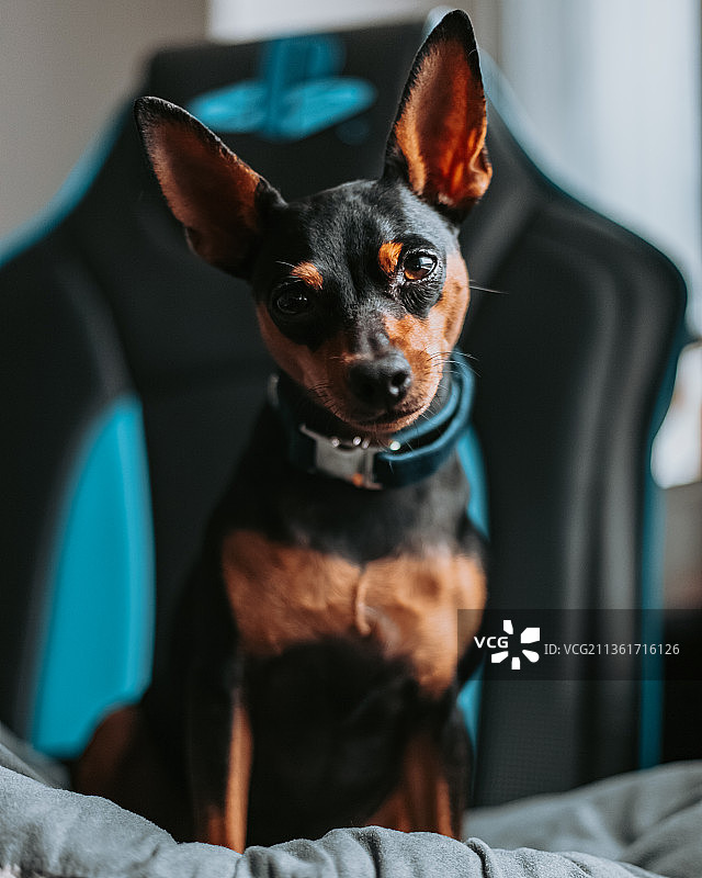伦敦雨天氛围迷你杜宾犬居家肖像图片素材