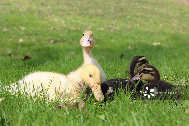 草地上小鸭子的特写镜头图片素材