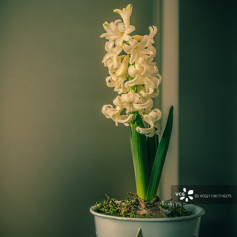 开花植物的特写图片素材