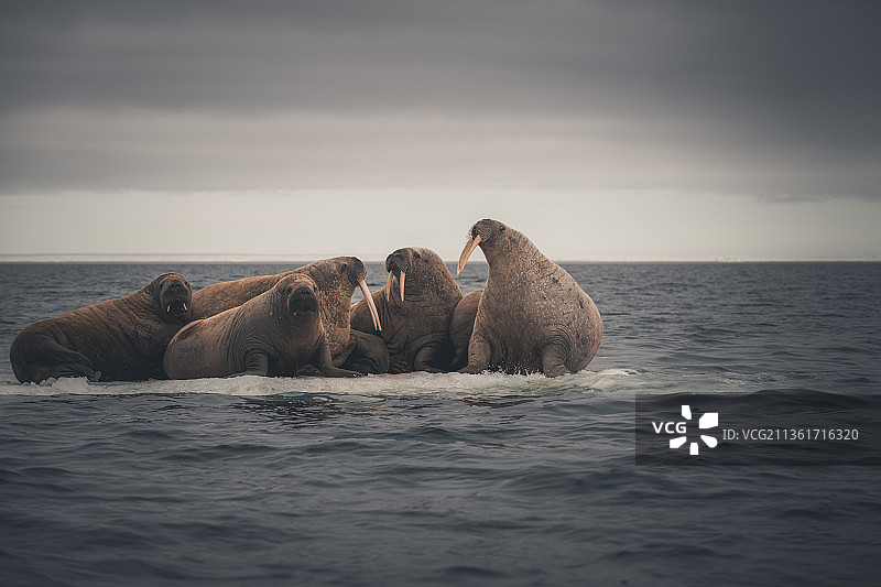 北冰洋中，海象群在浮冰上休息图片素材