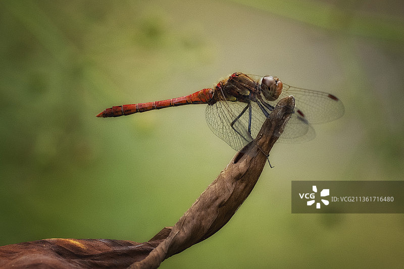 蜻蜓小憩：德国柏林树枝上的蜻蜓特写图片素材