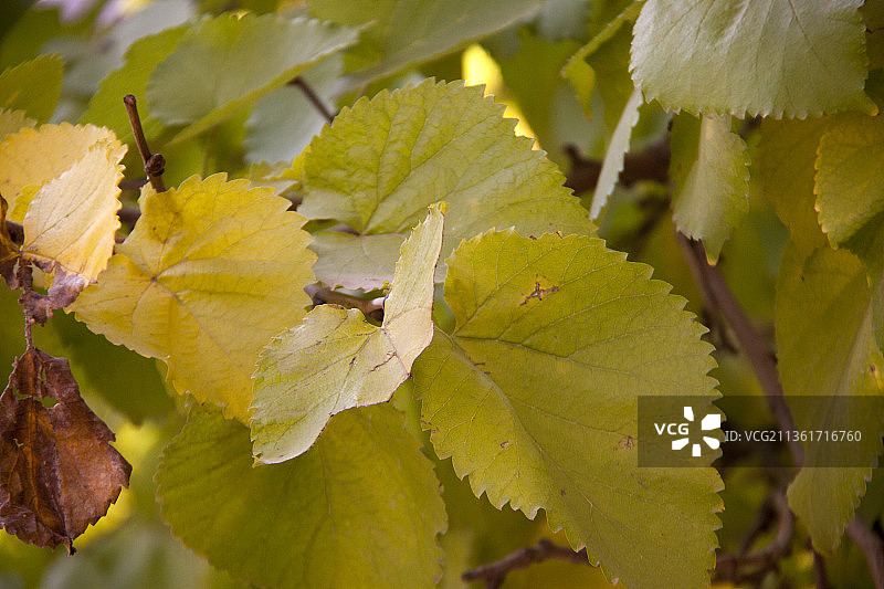 植物上生长的葡萄特写图片素材