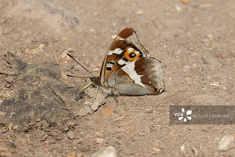 陆地上的蝴蝶高角度视图图片素材