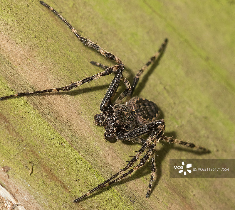 蜘蛛在网上的特写图片素材