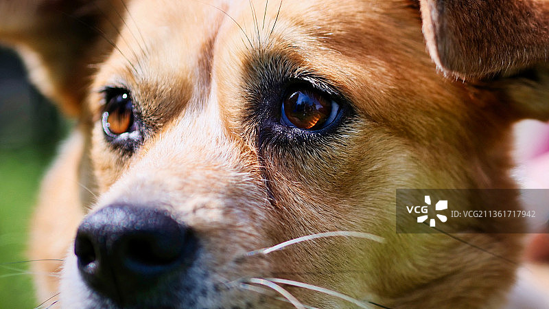 莉莉犬特写肖像图片素材