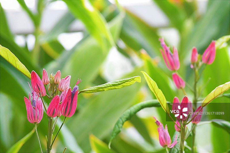 大自然，粉红色开花植物的特写图片素材