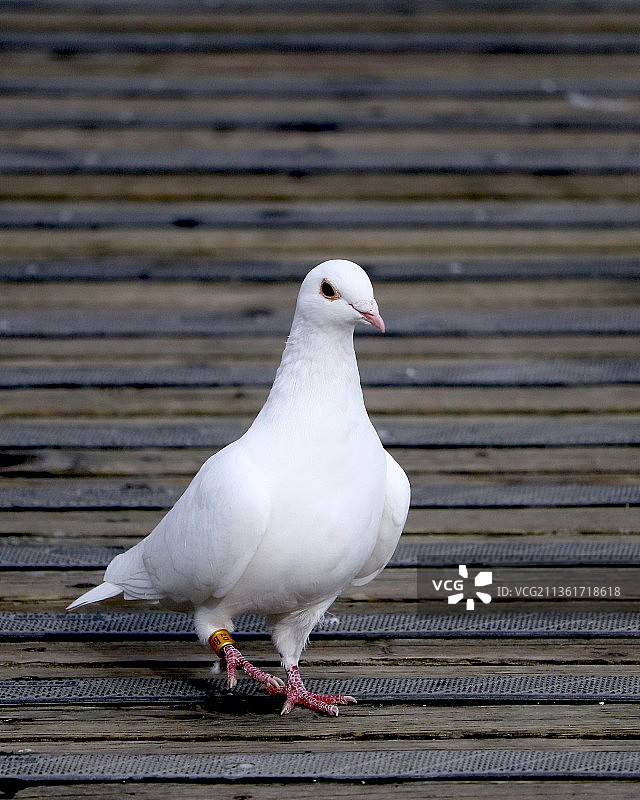 美丽的白鸽图片素材