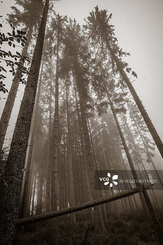 仰视视角拍摄的阳光穿透森林中的树木图片素材