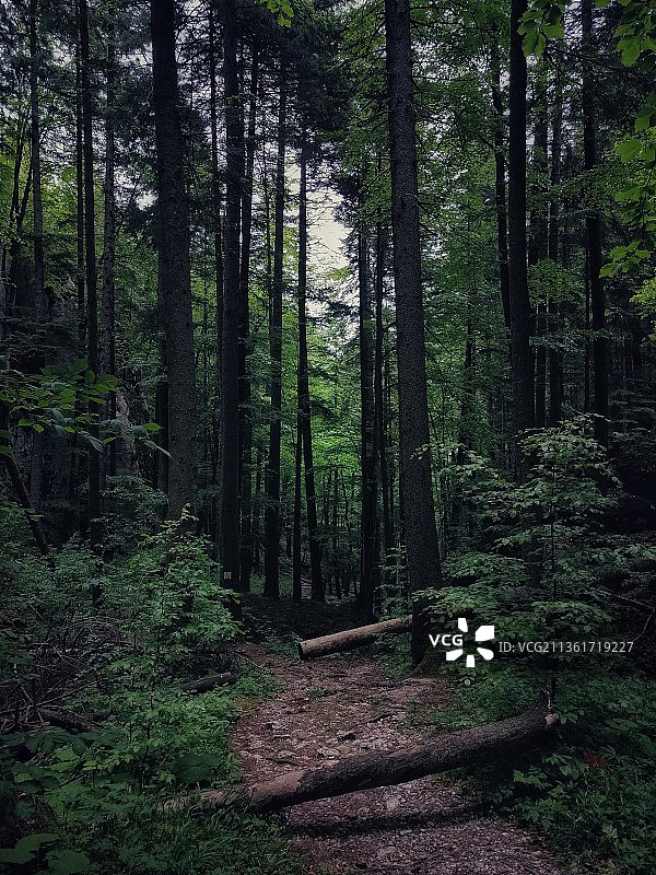 森林中生长的树木图片素材