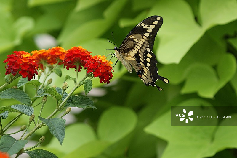 蝴蝶：蝴蝶在花朵上授粉的特写（美国威斯康星州沃基肖）图片素材