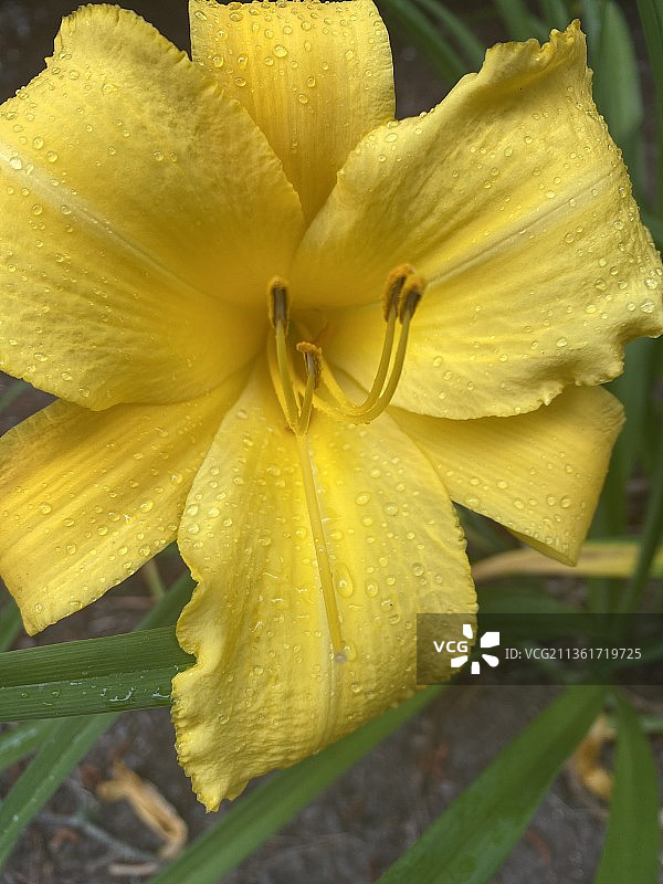 雨后的黄色百合特写，美国马萨诸塞州图片素材