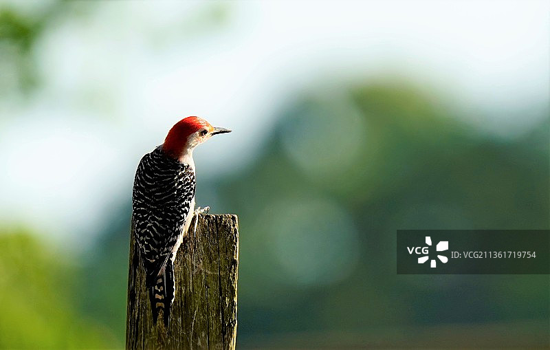 红腹啄木鸟栖息在木桩上特写图片素材