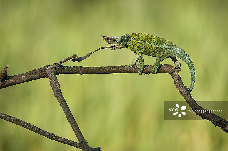 帕森变色龙在树枝上的特写图片素材