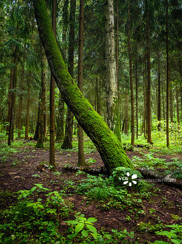 俄罗斯莫斯科的森林树木图片素材