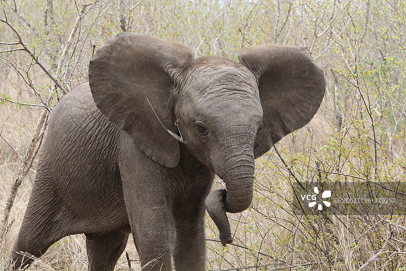非洲小象（南非廷巴瓦蒂禁猎区）图片素材