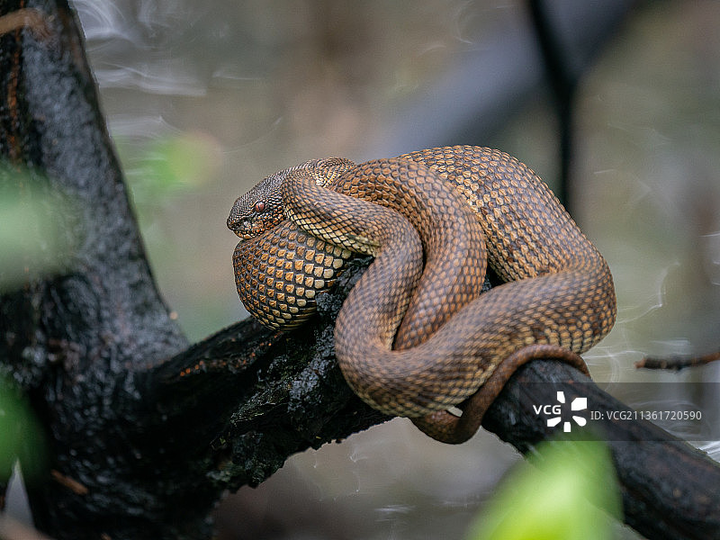 树上的水蛇特写图片素材