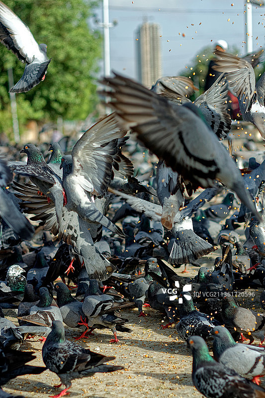鸽子，栖息在人行道上的鸽子的高角度视图图片素材