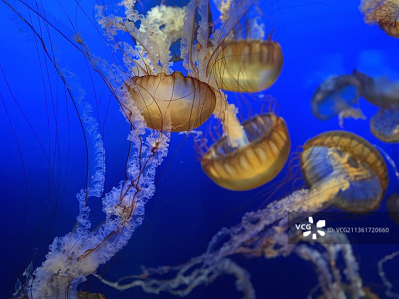 海中游泳的水母特写图片素材