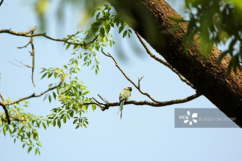 与自然融为一体的蓝翅鹦鹉，低角度拍摄图片素材