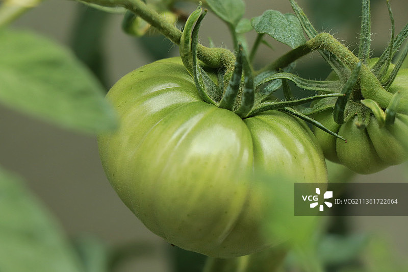 保加利亚植物上生长的绿色番茄特写图片素材