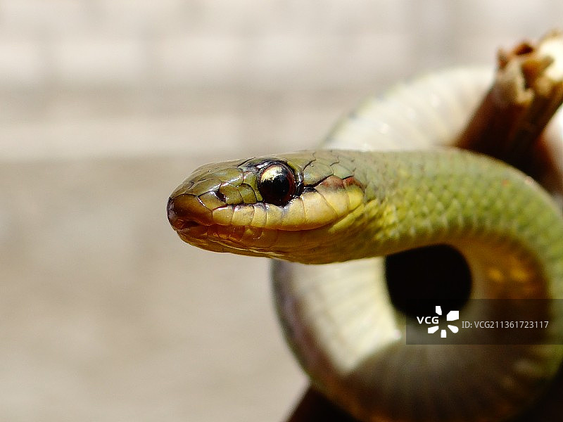 蛇的特写图片素材