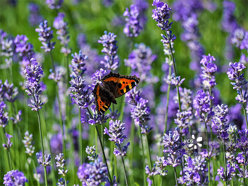 蝴蝶在紫色花朵上采蜜特写，英国约克图片素材