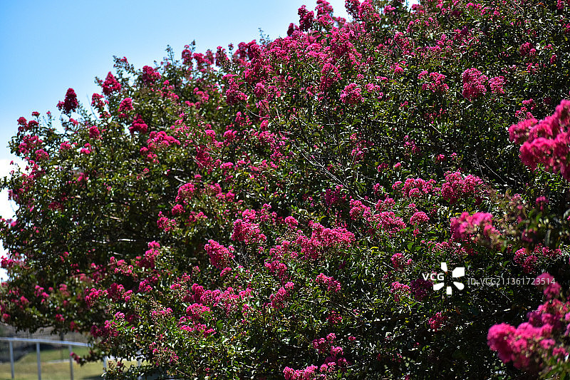 花树，粉色植物仰视角度，美国巴克曼湖图片素材