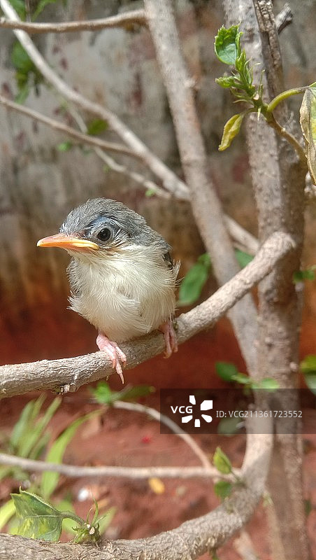 印度瓦朗加尔，柳莺栖息在树上的特写图片素材