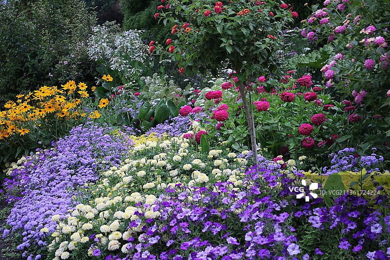 公园里的紫色开花植物特写，加拿大伊丽莎白女王公园图片素材