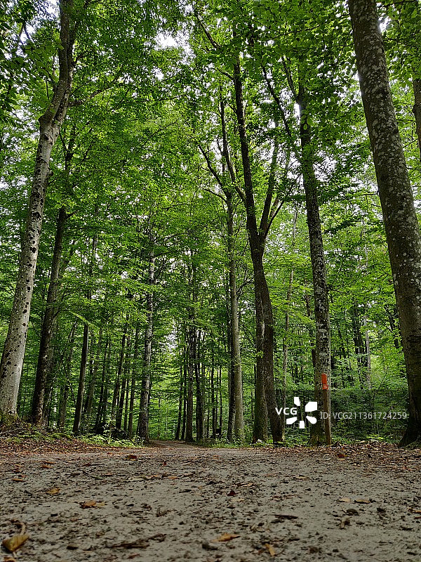瑞典森林中生长的绿色树木图片素材