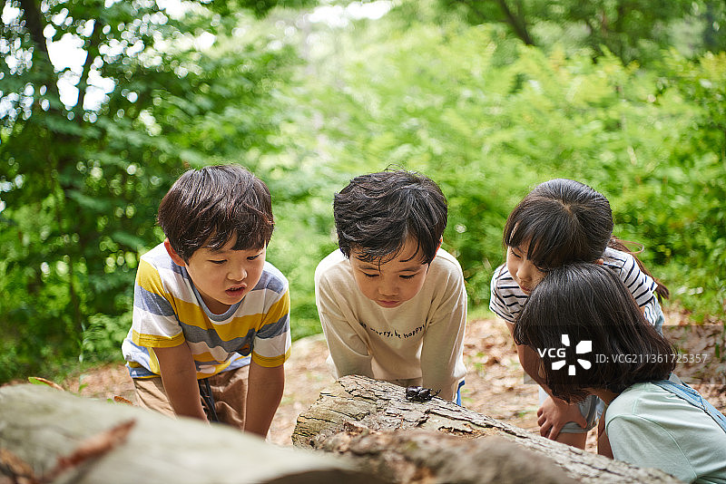孩子们在森林里观察树上的昆虫图片素材