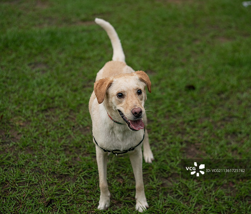 站在田野上的拉布拉多猎犬画像图片素材