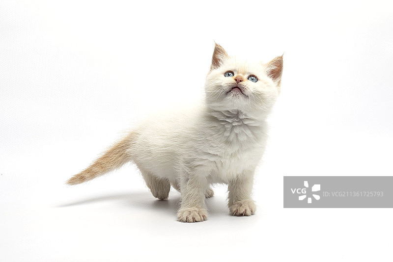 缅甸红重点色小猫，站在白色背景前的猫的肖像图片素材