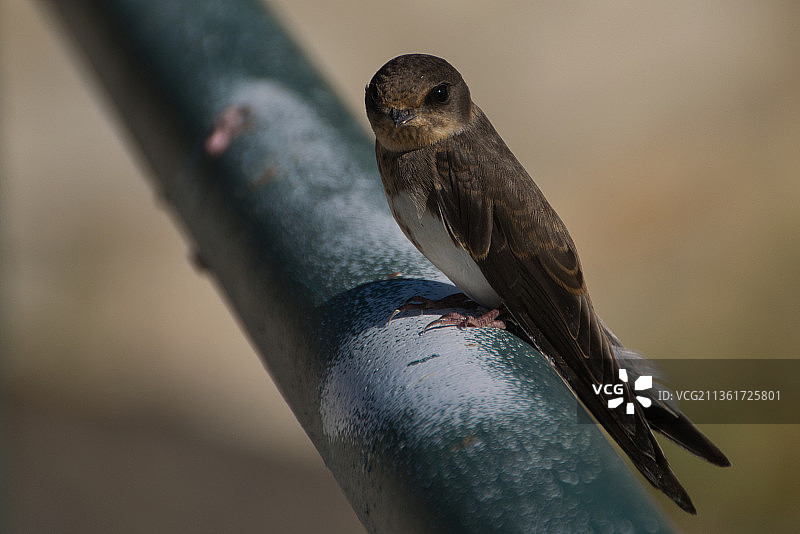 栖息在栏杆上的鸣 swallow特写图片素材