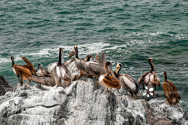 栖息在岩石上的鸟类高角度视图图片素材