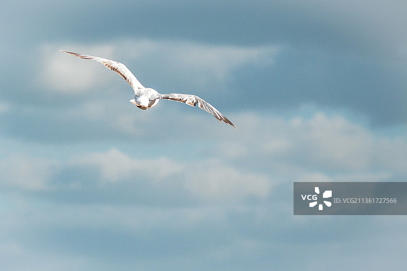 海鸥在天空下飞翔的仰视视角图片素材