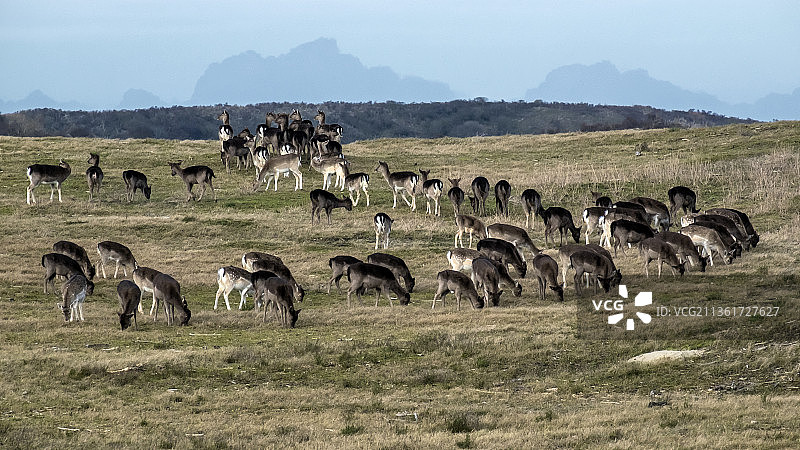 在荷兰梅纹杜嫩国家公园的旅行图片素材