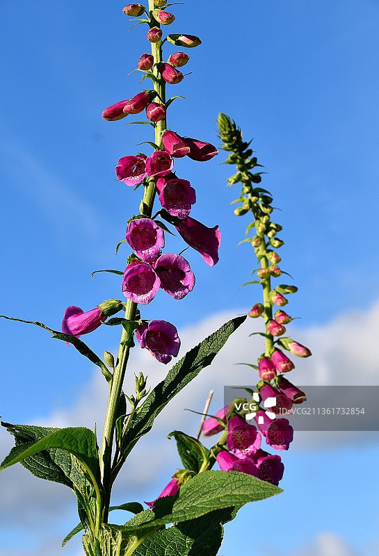 五月的毛地黄：英国彭布罗克郡的粉色花朵图片素材