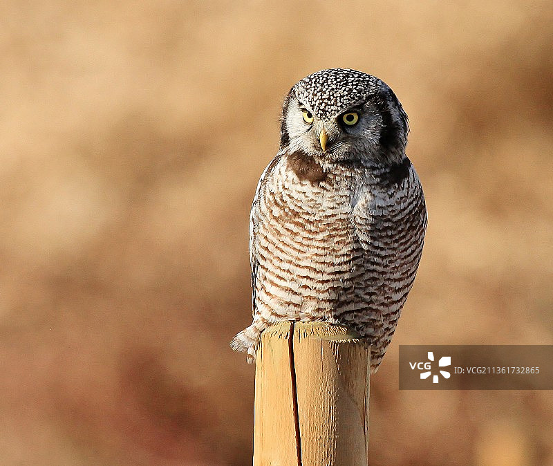 栖息在木头上的横斑雕鸮特写肖像图片素材