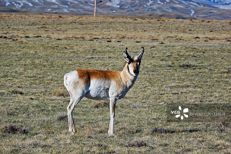 美国羚羊，站立在田野上的鹿的侧视图，美国蒙大拿州图片素材
