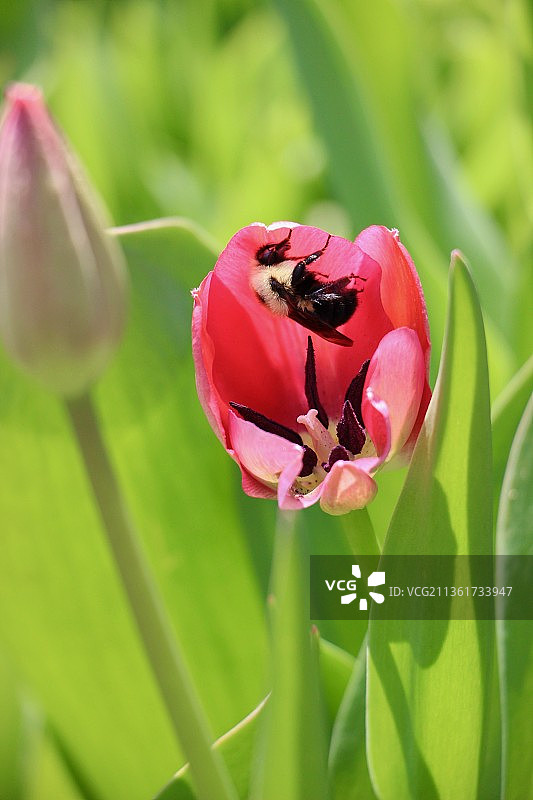授粉：粉色花朵上的昆虫特写，美国明尼苏达州枫树林图片素材